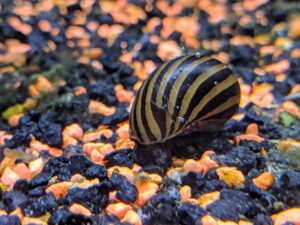 Nerita Snail, Zebra