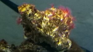 Cluster Duster, Colored