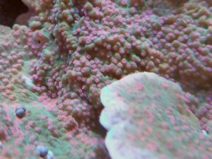 Strawberry Patch Monti