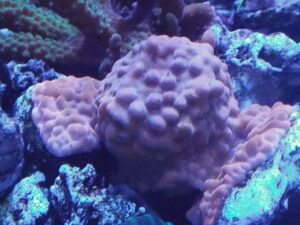 Rising Phoenix Monti