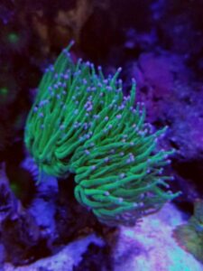 Blue Tip Torch Euphyllia