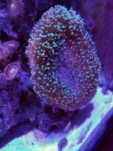 Toadstool Mushroom Leather Coral