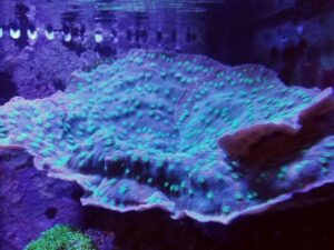 Hollywood Stunner Chalice