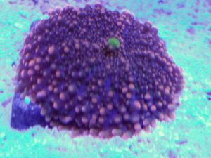 Orange Florida Ricordea