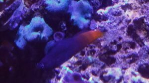 Bicolor Blenny