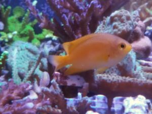 Yellow Damselfish
