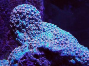 Meteor Shower Cyphastrea