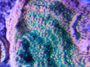 Cherry Tree Montipora