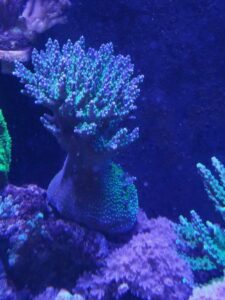 Purple Bonsai Acropora