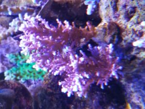 Red Dragon Acropora