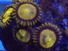 24k Zoas