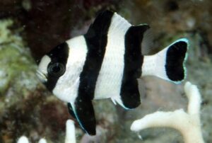Four Stripe Damselfish