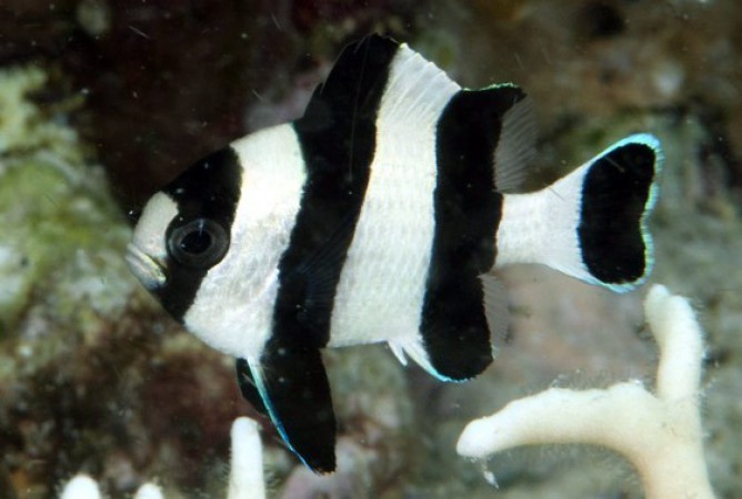 Four Stripe Damselfish