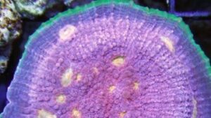 4 Color Watermelon Chalice