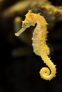 Kuda Seahorse