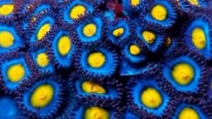 AOI Zoanthids