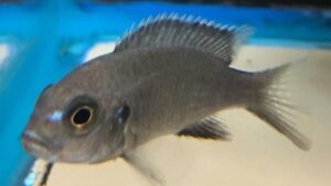 Acei Cichlid