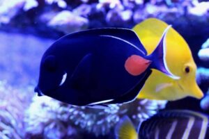 Achilles Tang