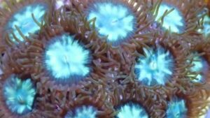 Acid Star Zoanthid