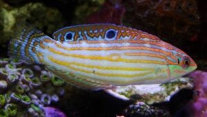 Adorned Wrasse