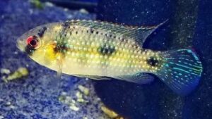 African Butterfly Cichlid