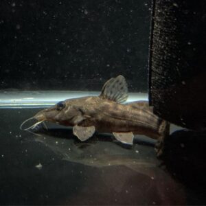 African Giraffe Catfish