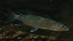 African Pike Characin