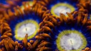 Afro Circus Zoas