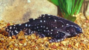Spotted Raphael Catfish