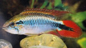 Agassizs Dwarf Cichlid