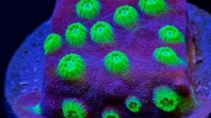 Agent 420 Cyphastrea