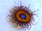 Agent Orange Zoanthid