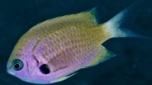 Agile Chromis