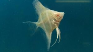 Albino Angelfish