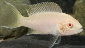Albino Brichardi Cichlid