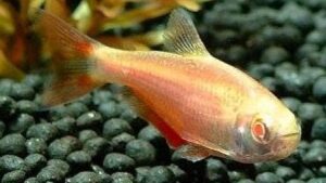 Albino Buenos Aires Tetra