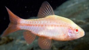 Albino Cherry Barb