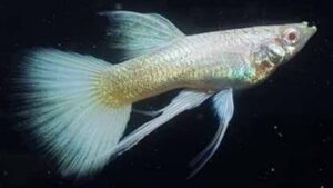 Albino Full Platinum Guppy