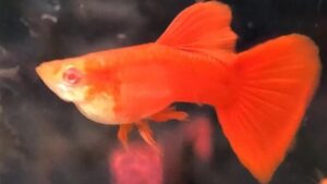 Albino Full Red Guppy