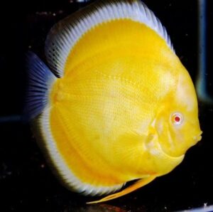 Albino Gold Discus