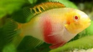 Albino Kribensis Cichlid