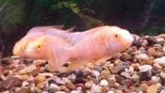Albino Peacock Cichlid