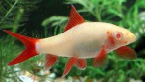 Albino Rainbow Shark