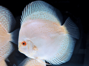 Albino White Snake Discus