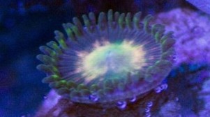 Alien Acne Zoanthid