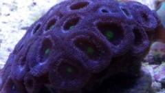 Alien Eye Acan