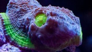 Alien Eye Watermelon Chalice