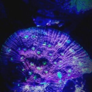 Alien Eyes Mycedium Chalice