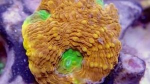 Alien Heart Acan Echinata