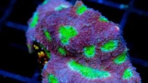 Alien Nation Echinata